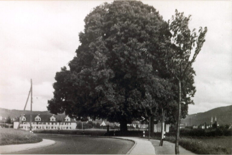Die Bischofslinde von Betzenhausen